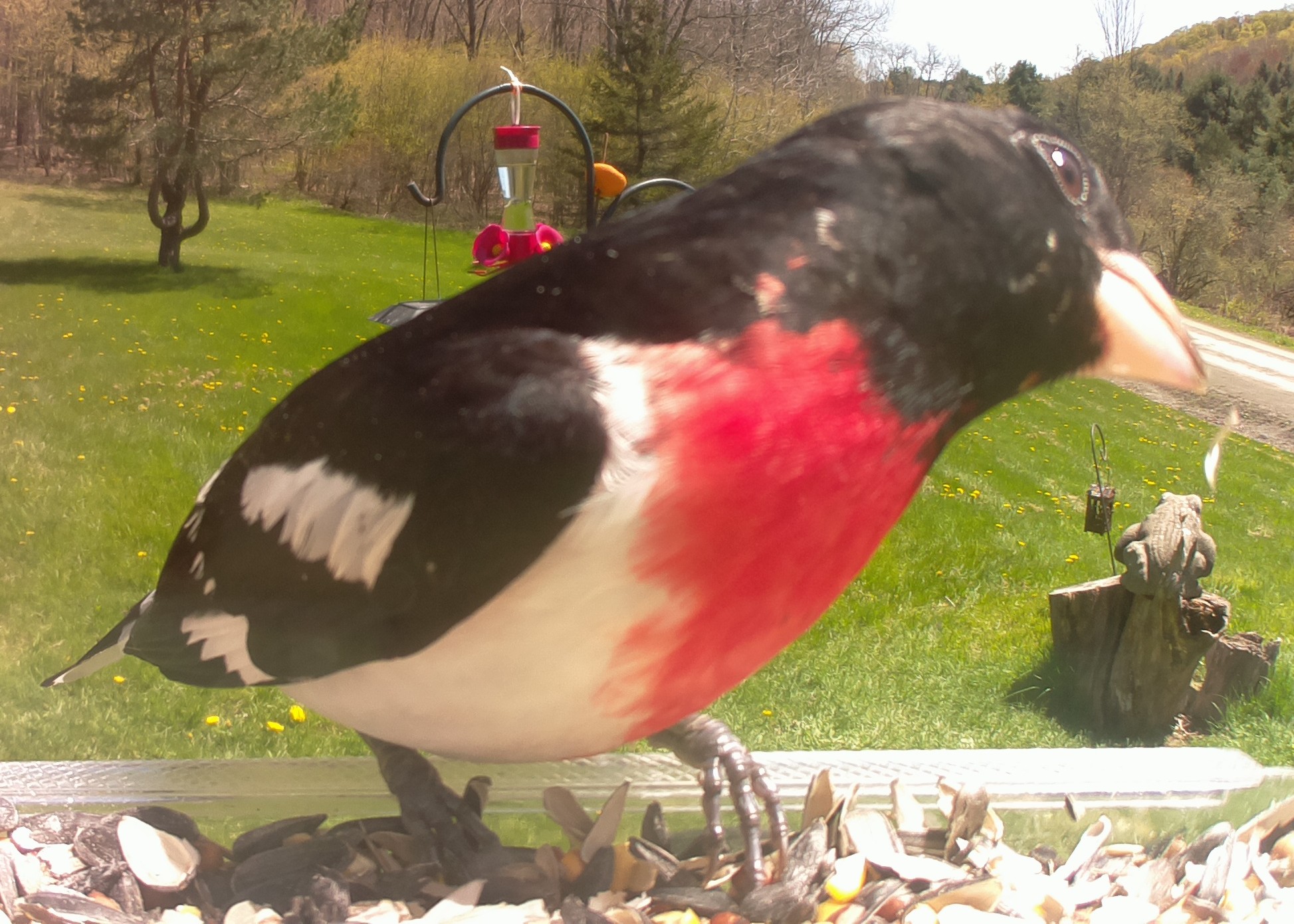 Rose-Breasted-Grosbeak