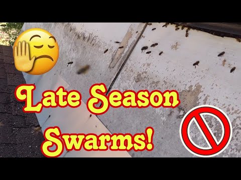 Late Season Bee Swarms